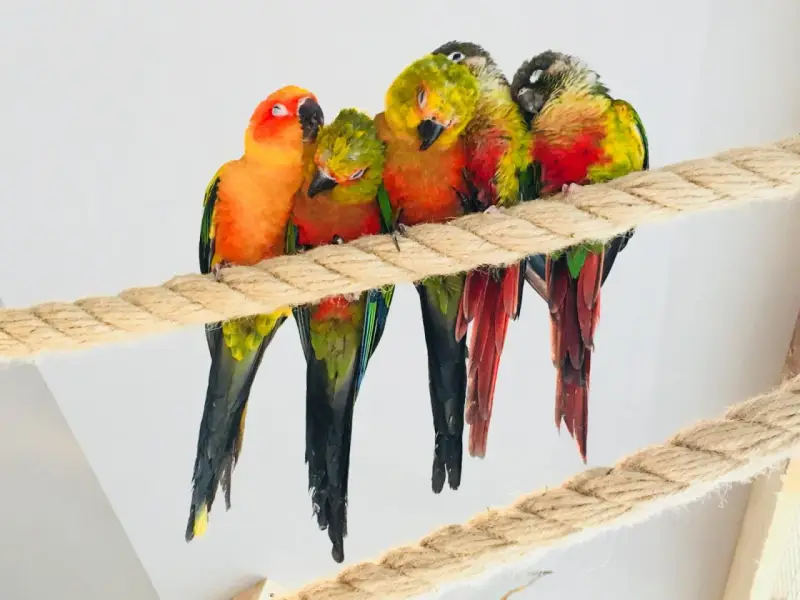 Słodkie papugi w papugarni Międzyzdroje przytulają się na grubej linie, odpoczywając w promieniach słońca.